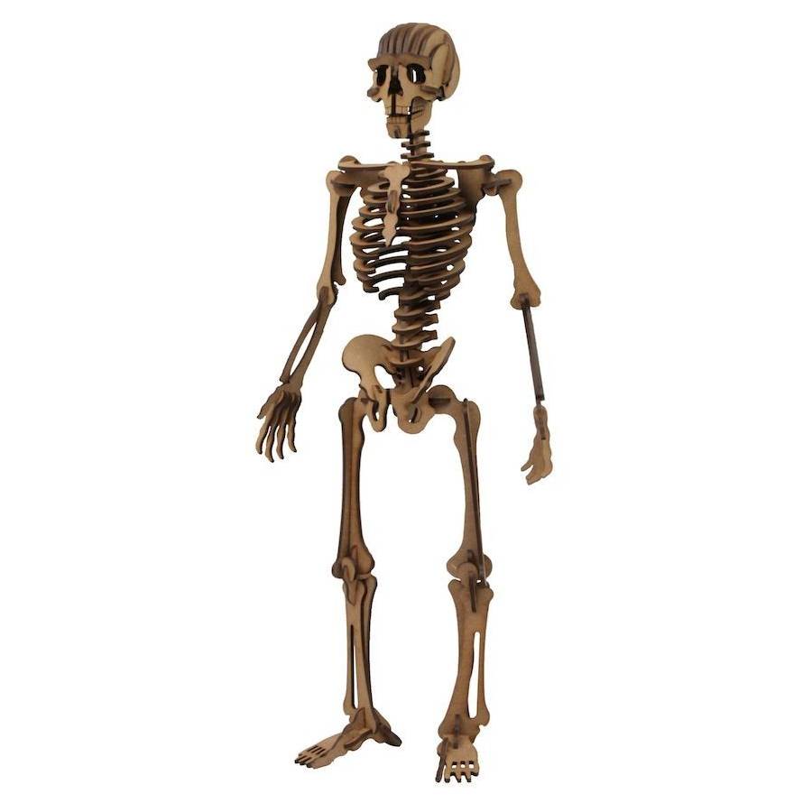 Maqueta 3D Esqueleto Humano